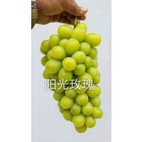妮娜皇后葡萄苗量大从优、和田红葡萄苗诚信经营