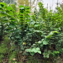 产地1米至2米冠幅丛生紫荆价格-图片