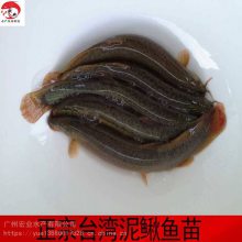 2020宏业***台湾泥鳅鱼苗 泥鳅鱼养殖密度 泥鳅鱼养殖技术
