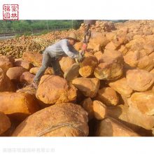 吨位黄蜡石原石 江西黄蜡石批发 黄蜡石草坪点缀石