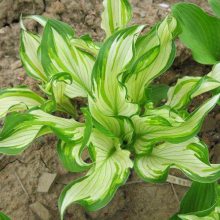 山东花叶玉簪种植基地 求购花叶玉簪花卉 宿根花叶玉簪 波叶玉簪工程苗杯苗