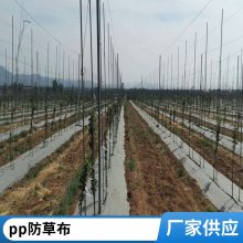 果树PP防草布 90克户外地布 果园除草 药材种植 温室大棚