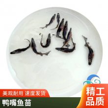港发水产 养殖基地 鸭嘴鱼苗 生命力顽强 种类多样基地批发