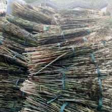 兴安盟芦苇苗供应 芦苇种苗施工种植 货源充足