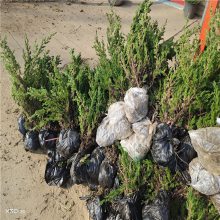 公鼎地柏苗20万棵 规格20-80长度