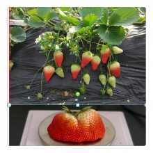 优质红颜草莓苗 咖啡草莓苗 原生苗 红石美草莓苗