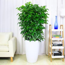 武汉室内植物租摆室内绿植价格，武汉室内绿植租赁花木租摆