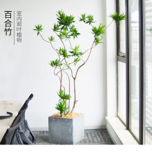 百合竹高端办公室客厅网红植物室内装饰净化空气富贵竹绿植盆栽雕花盆