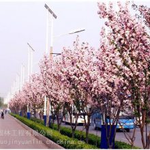 ԰ֳĴ˿ıԲ