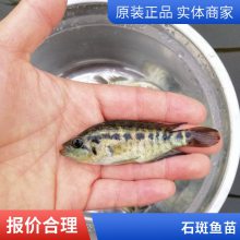 港发水产厂家 淡水养殖石斑鱼苗现售 淡水石斑鱼苗耐低氧 运输包活