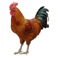 廣東肇慶小雞苗價(jià)格 K9雞苗10000只什么價(jià)格 純土雞雞苗