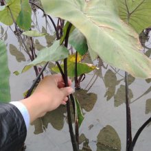 人工湿地绿化苗 紫芋苗 香芋苗污水处理池净化氧化塘过滤水芋植物