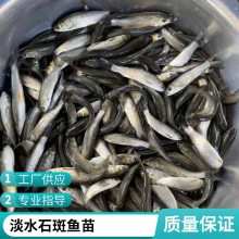 港发水产厂家 淡水养殖石斑鱼苗现售 淡水石斑鱼苗耐低氧 运输包活