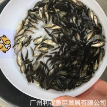 п5綫***ֳ