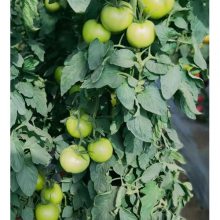 越夏番茄新品种，进口西红柿种子，番茄种子价格