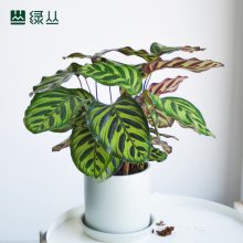 武汉办公室绿植盆栽/植物上门养护/净化空气公司绿化/小孔雀竹芋水泥灰口袋盆/绿丛园林