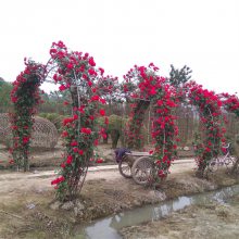 造型月季 拱门设计景区园林造景种植小区庭院公园观花植物