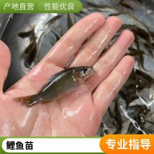 当季鲤鱼苗行情走势 港发禾花鲤抗病力强 杂食性鱼类