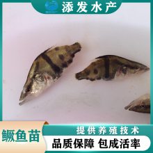 ѡ   ƷȫӦ