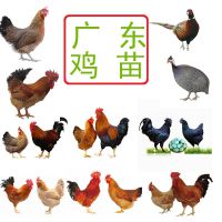 广东黑鸡苗价格,黑凤鸡苗批发