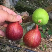 ޻硢޻硢޻