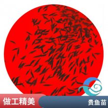 新农人桂花鱼苗创业 港发水产养殖翘嘴鳜鱼苗直发全国各地