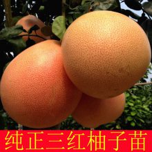 广西正宗三红蜜柚苗基地|崇左三红柚子苗***格