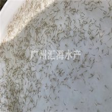 ˮ  ں 泡