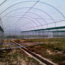 火龙果温室大棚 连栋火龙果大棚建设 贵州火龙果造价