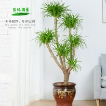 ޺ֲ޺ֲ⣬ֲڼֲ