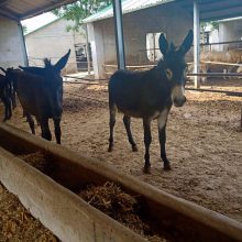 三粉驴价格 肉驴养殖基地 纯种德州驴多少钱一头 免费运输