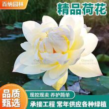 精品荷花苗供应 荷花基地 专业种植销售二十年品种全易成活