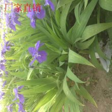 ���˲�ƺ���� ��ƺ��װ �������� ��ľ�������ۻ���