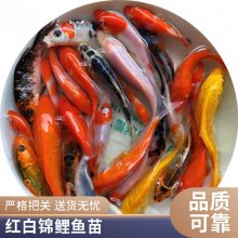 观赏价值高鱼苗 港发鱼苗场供应三色锦鲤鱼苗 品种齐全 颜色亮