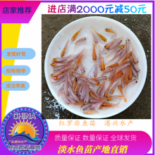 中秋亏本批发网红鱼苗，红罗非鱼鱼苗，中秋买鱼苗送饲料