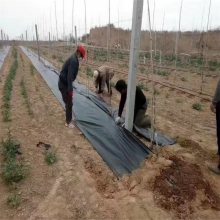 果园防草布铺设分几个步骤