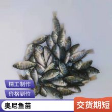 正大罗非鱼苗 养殖基地 港发水产批发 基地直发成活率高