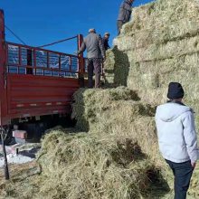 甘肃玉门市小金湾乡种植燕麦草订单派往西藏带动小草大产业发展