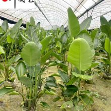 四川天堂鳥(niǎo)盆栽批發(fā) 天堂鳥(niǎo)鶴望蘭基地 庭院別墅室內(nèi)大型租擺綠植 天堂鳥(niǎo)價(jià)格