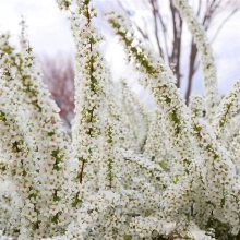 苗圃供应 喷雪花 雪柳 喷雪花小苗 加仑盆苗 市政园林工程苗 庭院装饰花苗 品相好颜值高