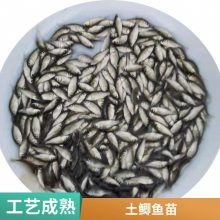 港发水产 专业淡水鱼 鲫鱼苗 存活***快速发货 可批发提供技术指导
