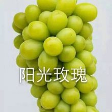 硢޷硢ָ෱