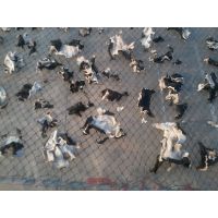 供应朋达牌无农残白背毛木耳出口品质