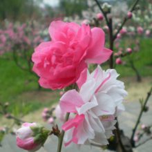 观赏桃树 多 少 钱一颗帚型桃5公分大桃花树一颗50元