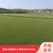 冷季型台湾草坪_运动场草坪_襄阳草坪种植基地