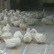 Ѽ© © Ѽ© Ѽ©峧 ƽ ֳѼ©