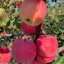 水蜜桃苹果苗 新品种果树 惠农苗木 青森苹果 中晚熟品种