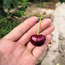 惠农 吉塞拉矮化大樱桃树品种新 布鲁克斯 俄八大樱桃结果树