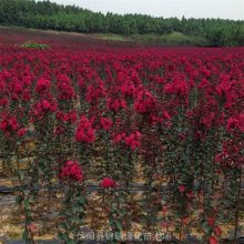 地径3-4-5公分紫薇 红花独杆紫薇树 锦瑞绿化海量供应