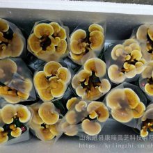 盆景灵芝制作 生鲜灵芝盆景盆栽种植 冠县灵芝基地 灵芝盆景批发 林芝种植技术